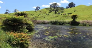 Cows beside river